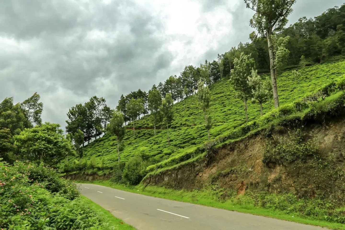 Blue Berg Resort Munnar